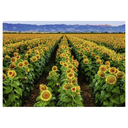 Fields Of Gold - 1000pc - Image 2